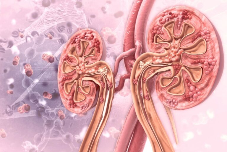 How Targeting Tubular Cell Metabolism Could Halt Chronic Kidney Disease?
