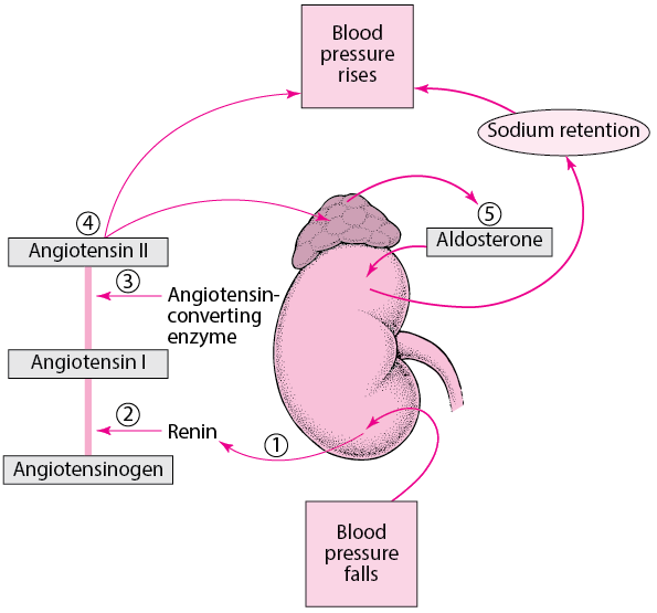 Effect of Reninangiotensin System Blockade Iin Immunoglobulin a Nephropathy only with Persistent Hematuria