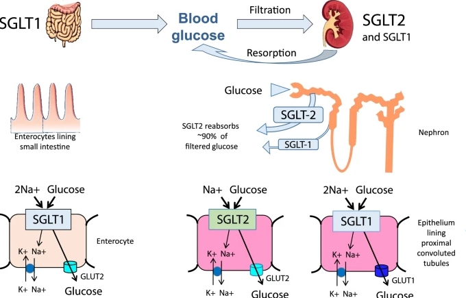Evaluating the Effect of SGLT2 Inhibitors on Proteinuria and Glomerular Filtration rate in Non-diabetic Patients with Proteinuria